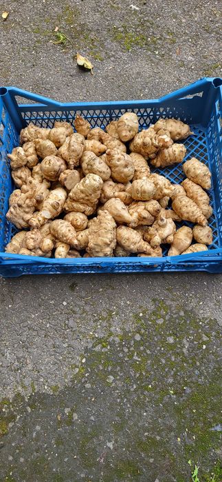 Topinambur bio productie proprie