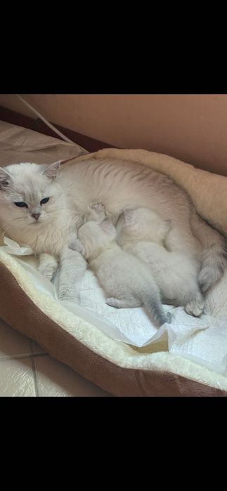 Британски котета