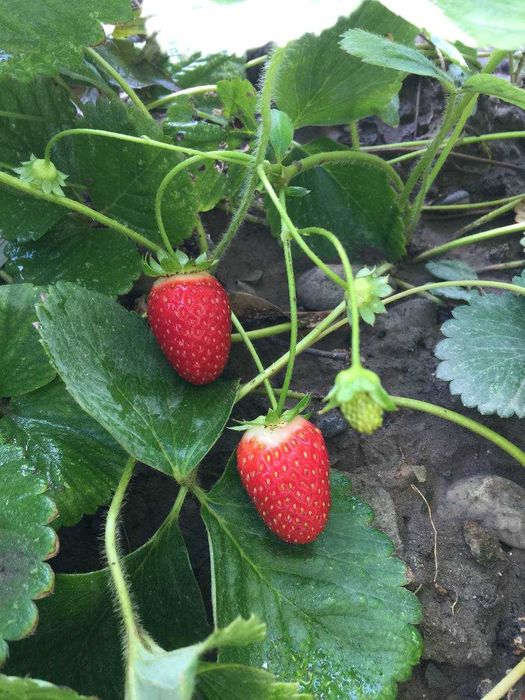 рассада крупноплодной ремонтантной корейской клубники