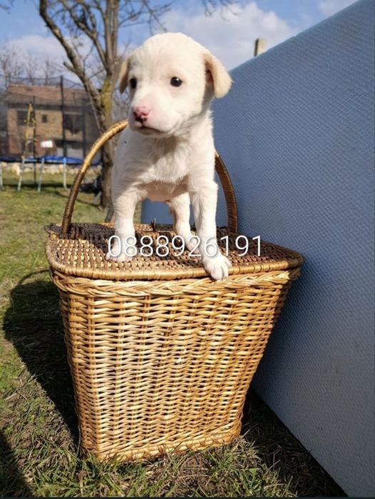 Малки кученца търсят дом