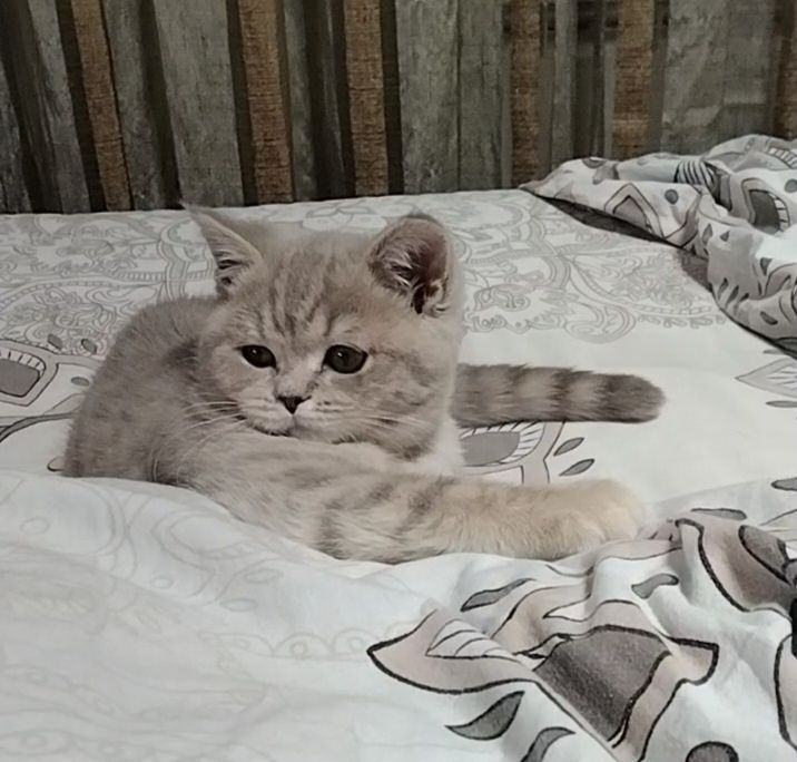 Шоу класс! Девочка.