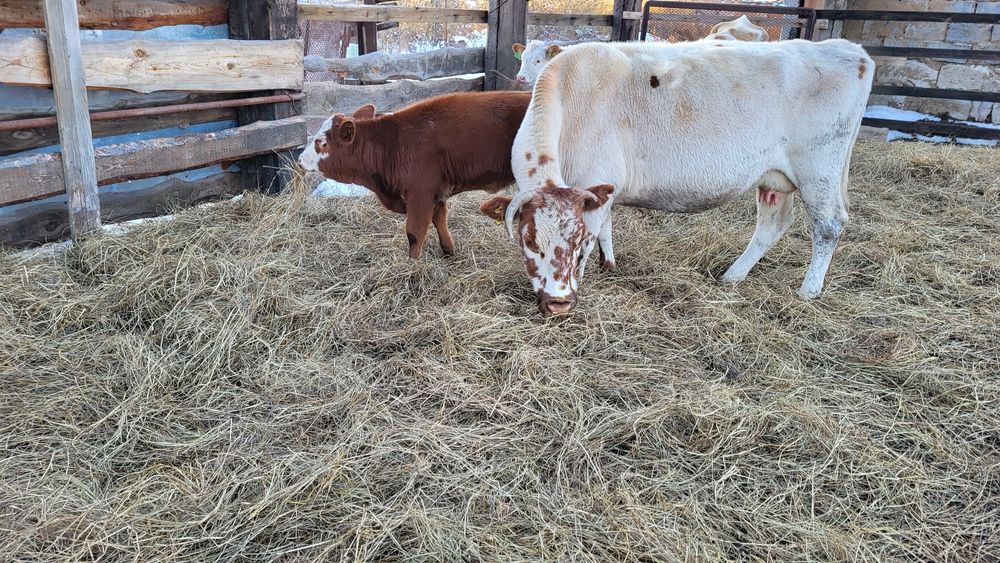 Корова с телёнком