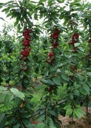 Pomi columnari si pitici