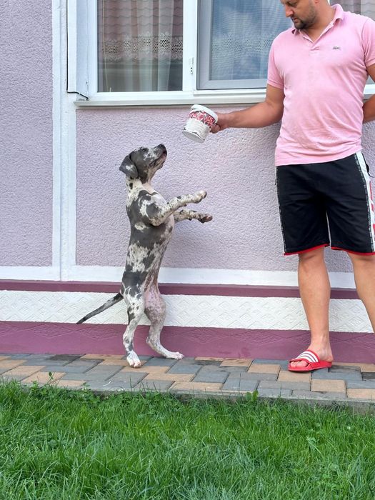 American BULLY XL