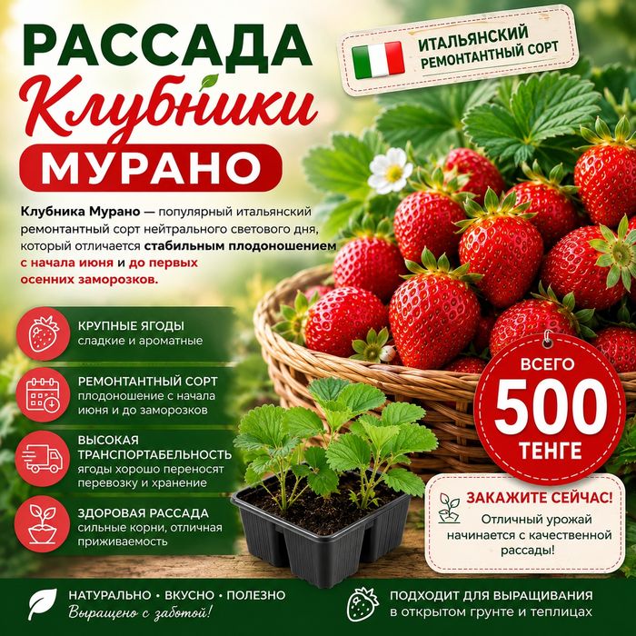 Рассада клубники Сирафин и Мурано