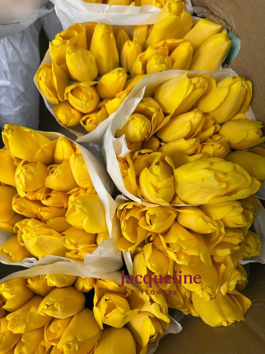 Тюльпаны оптом. Доставка по Казахстану