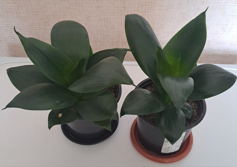 Продам комнатное цветы  ухоженные,