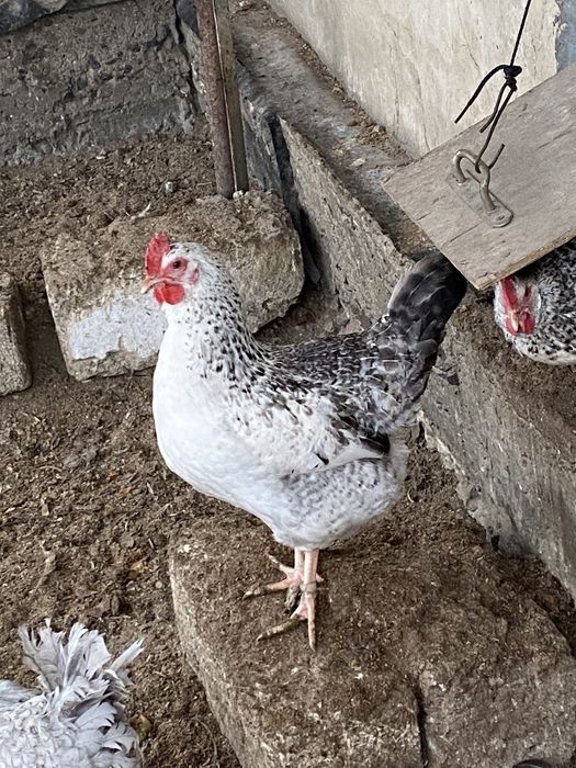 Яйца свежие для инкубации