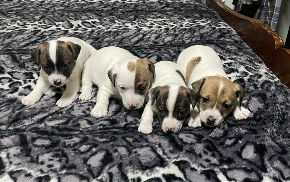 Щенята Джек Рассел терьера