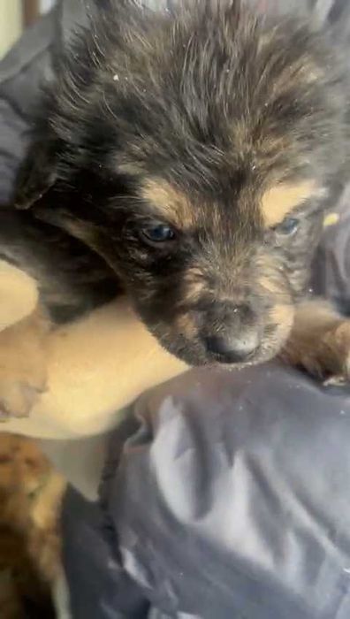 Щенки в ответственные руки