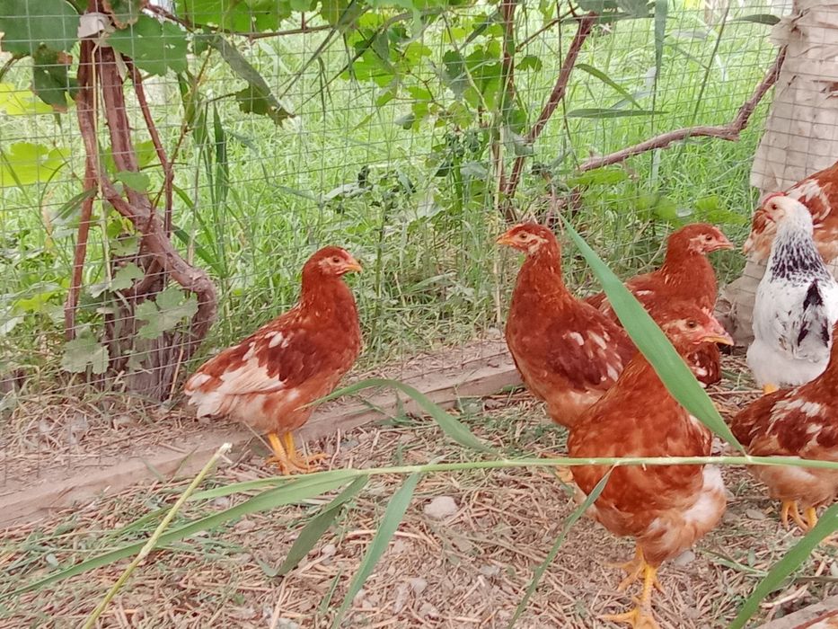 Балапандар пародалы