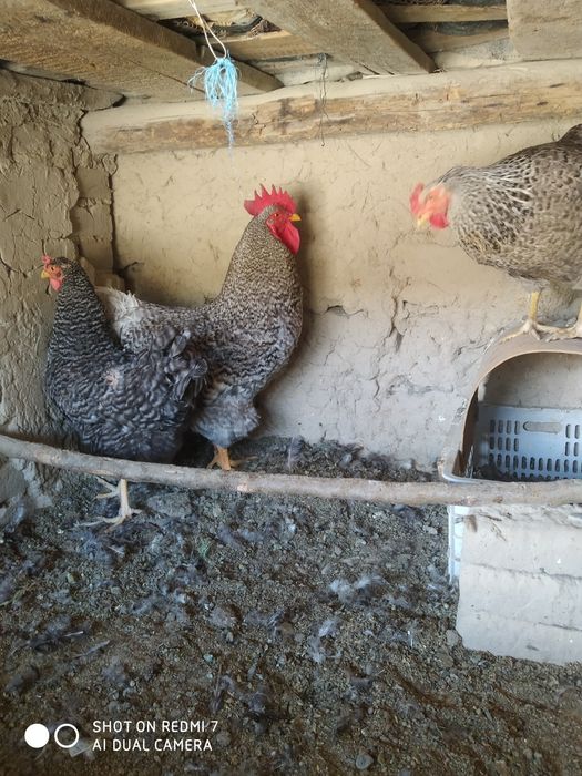 Amroks sotiladi 1 xoroz 2 makyon