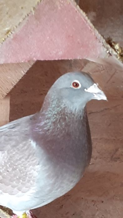 Schimb porumbei voiajori