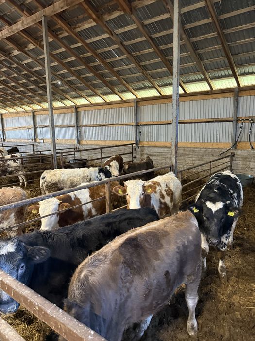 Vând viței 200-320 kg aproximativ