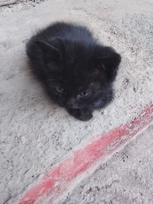 Отдам котят бесплатно