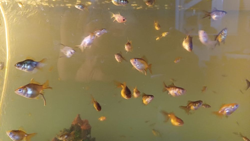 Рыбки Оранды gold fish мальки