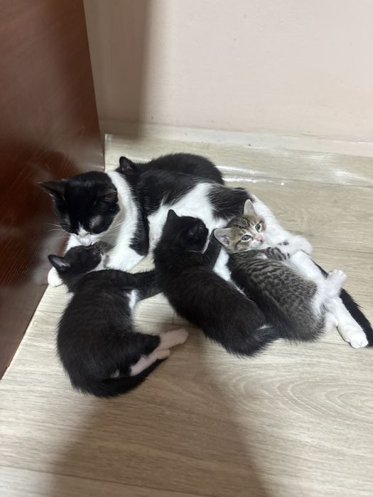 Отдам кошку с котенками