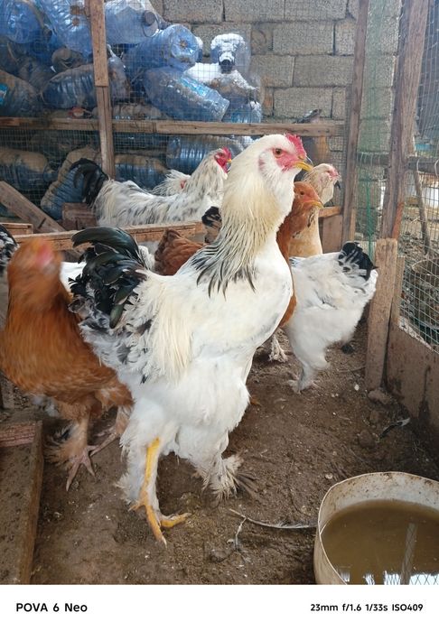 Svetli brama sotiladi