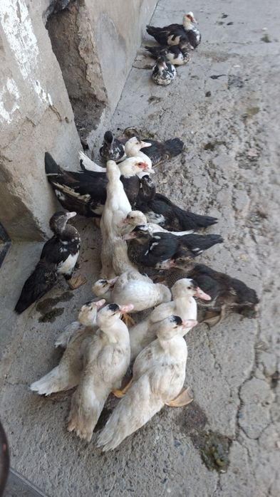 Сатылады срочно уйрек