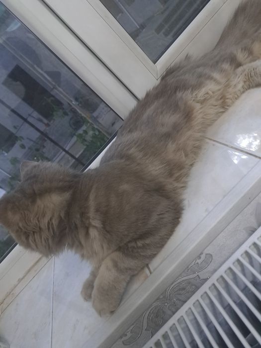 Mushuk sotiladi Sibir mushugi