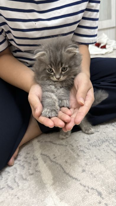 Сибирские котята чистой породы