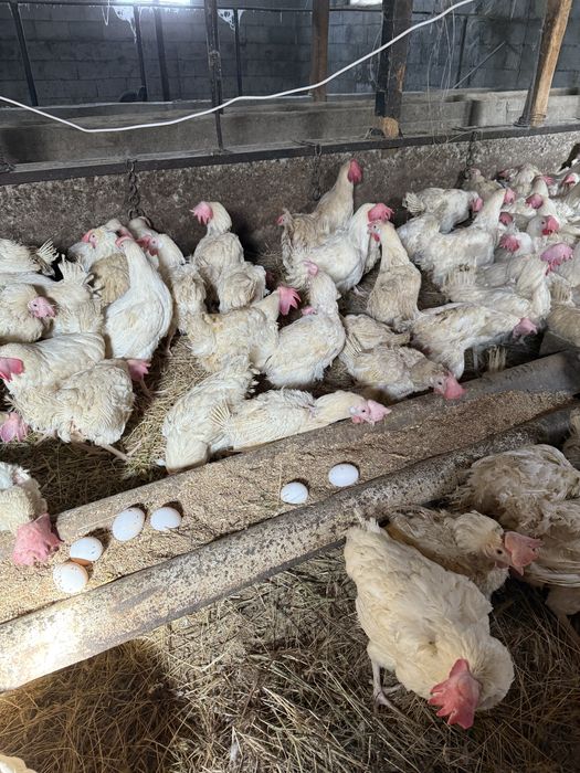 Продам куры несушки легорны