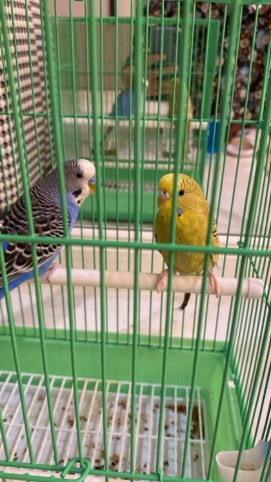 Красивые молодые попугайчики