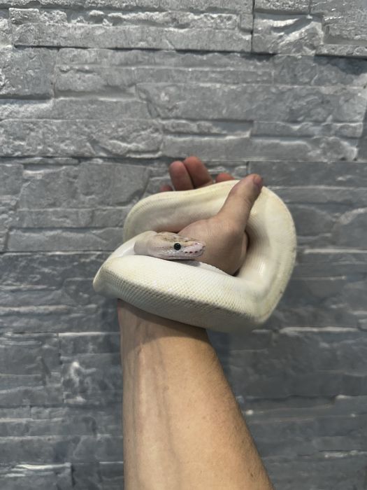 Королевский питон