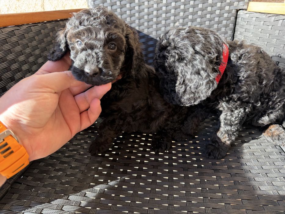 Мини пудели Актуално от 22.12.2025