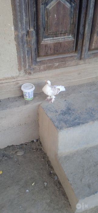 Kabutarlar oq oyoqlari patli