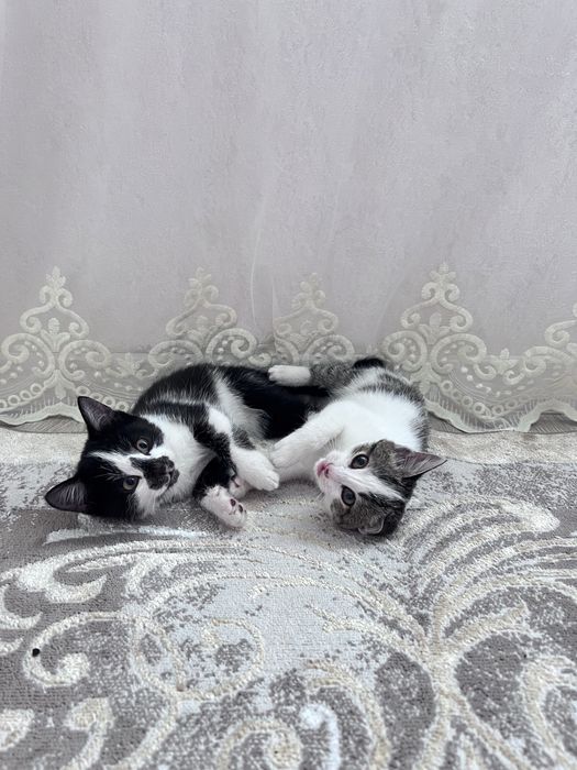 Котята 1.000тенгн