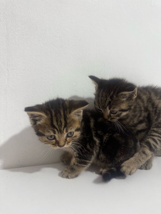 Британские котята