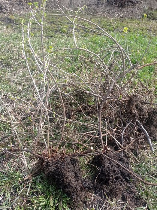 Саженцы смородины черной отростки читаем описание ВНИМАТЕЛЬНО