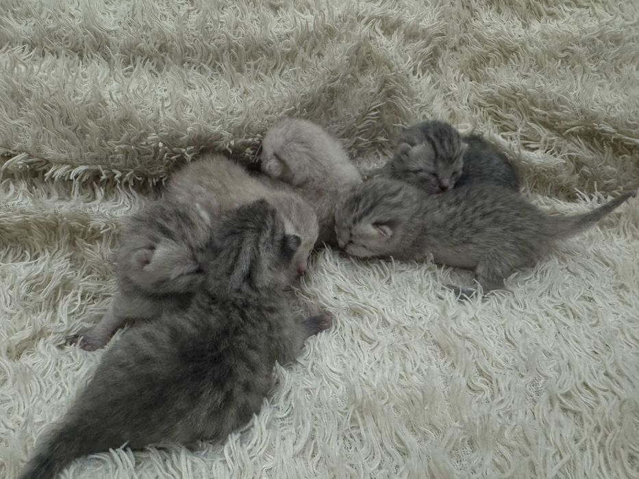 Бронь котят шотландских