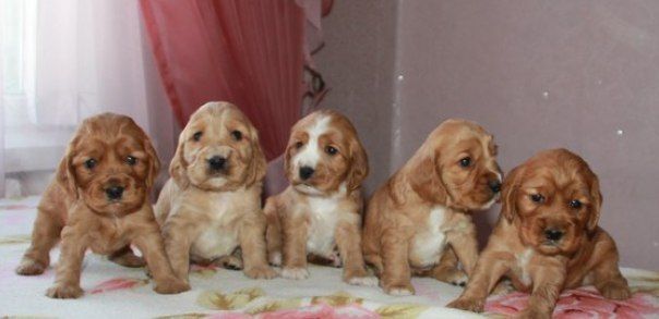 Щенки английского спаниеля