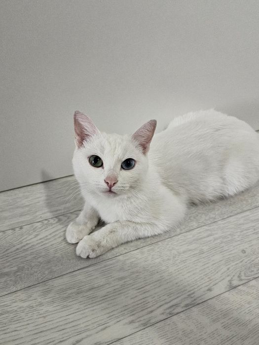 Кошка для вязки/ищем срочно жениха