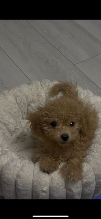 Продам мальтипу ф1