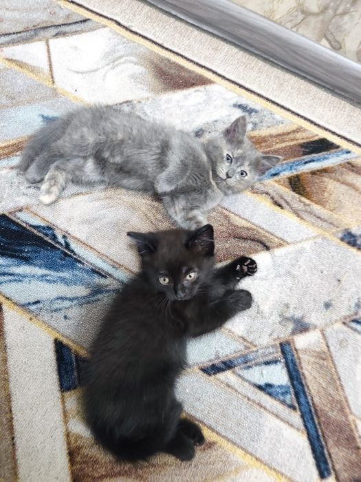 Отдам котят в хорошие руки