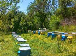 Натурален пчелен мед и цветен прашец