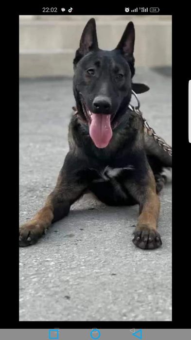 тозза конли малиня