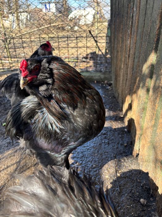 Cocosi Araucana rasa pura.