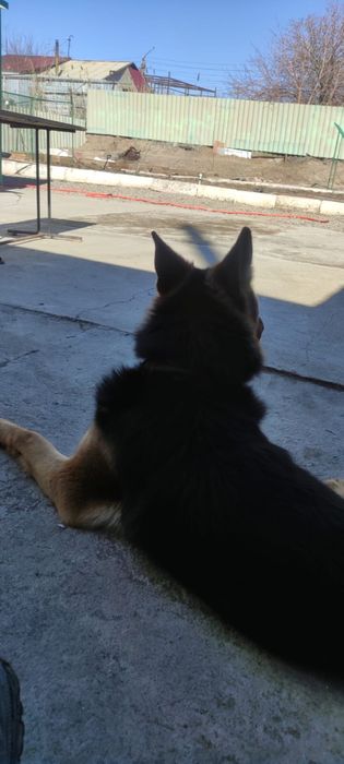 Кабель ищет сучку