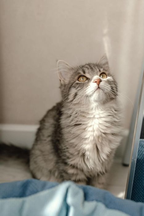 Котенок Маруся ищет дом!