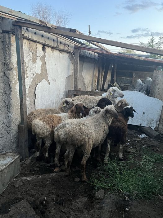 Кошкар жане еркек токтылар сатам