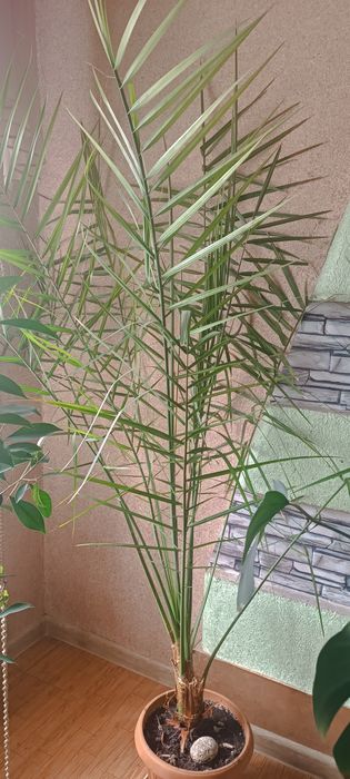 Комнатные цветы. Не дорого