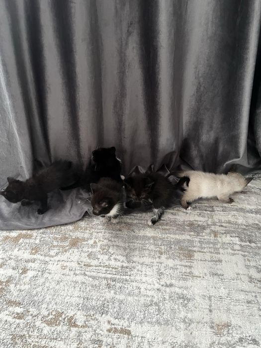 Отдам котяток в добрые ручки