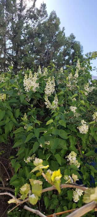 Продам сирень букетами