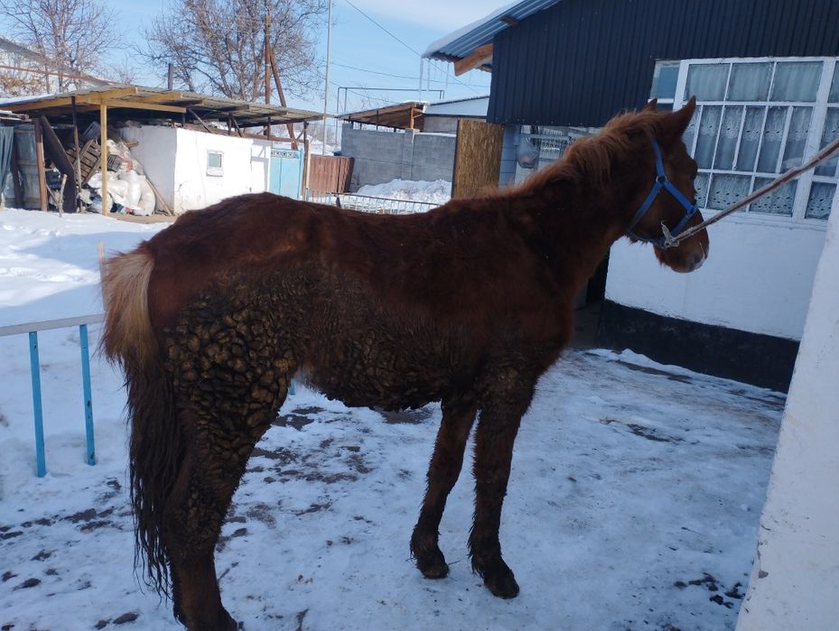 Продам жеребенка