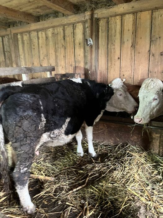 Vând junici si o vaca