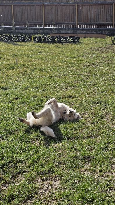 Caine pentru adoptie